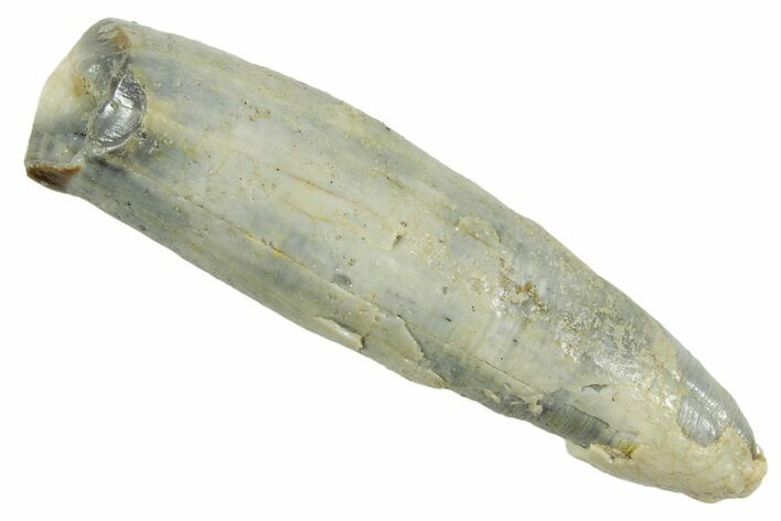 Fossil Titanothere (Megacerops) Canine Tooth - South Dakota #364408